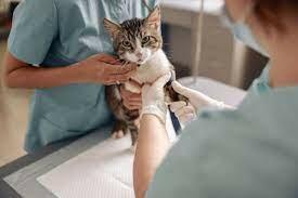 Get Free Tips & Advice from Vets