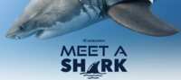 OCEARCH Sweepstakes – Win a Shark Encounter Experience